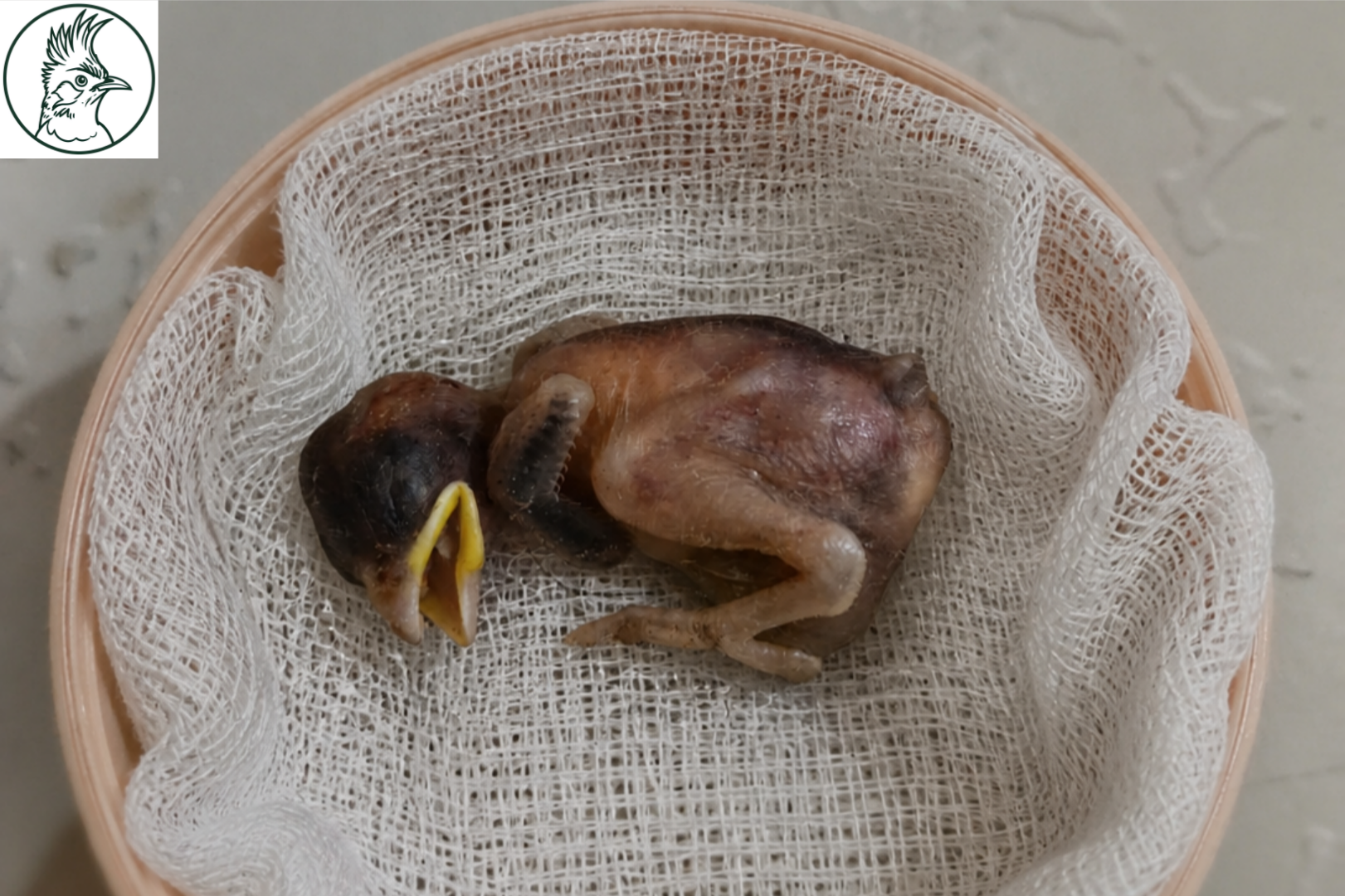 Veterinary Care